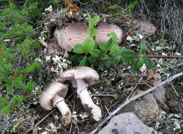Agaricus pseudopratensis